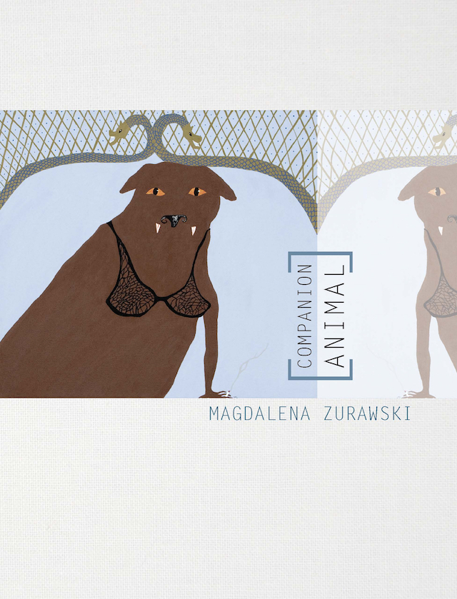 Companion Animal by Magdalena Zurawski, Book cover showing an illustration of a dog with fangs wearing a black lace bra, looking straight at the viewer/