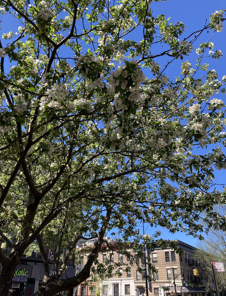 apple tree with blossoms on a brooklyn street